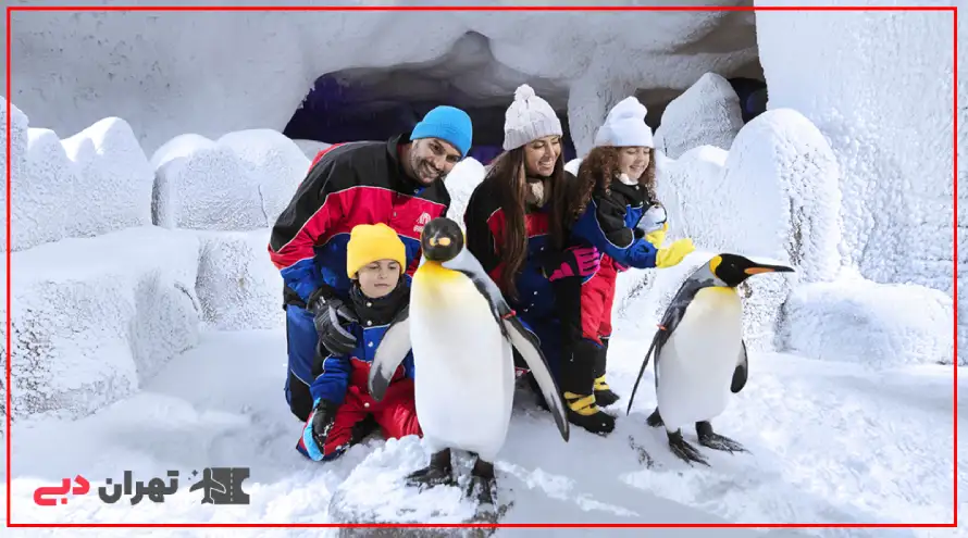 Dubai ski penguins