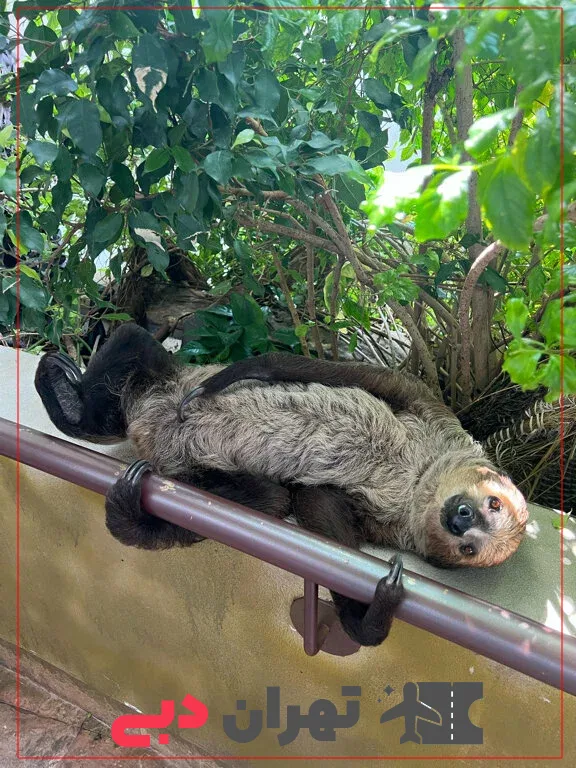 sloths in green planet dubai