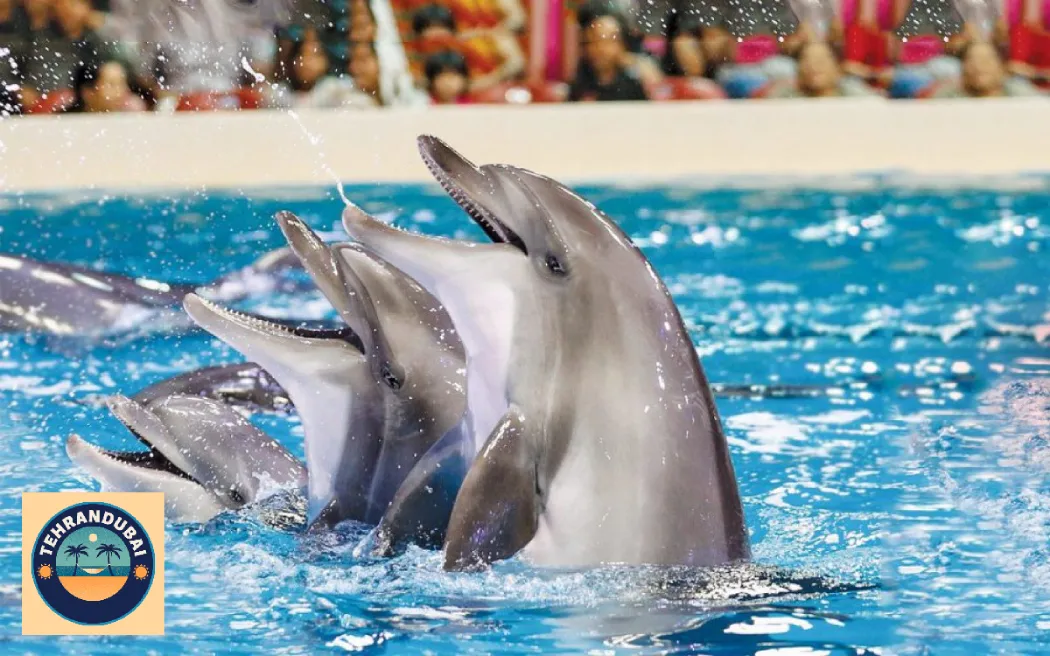 3 dolphins pictured at the Dubai Dolphinarium