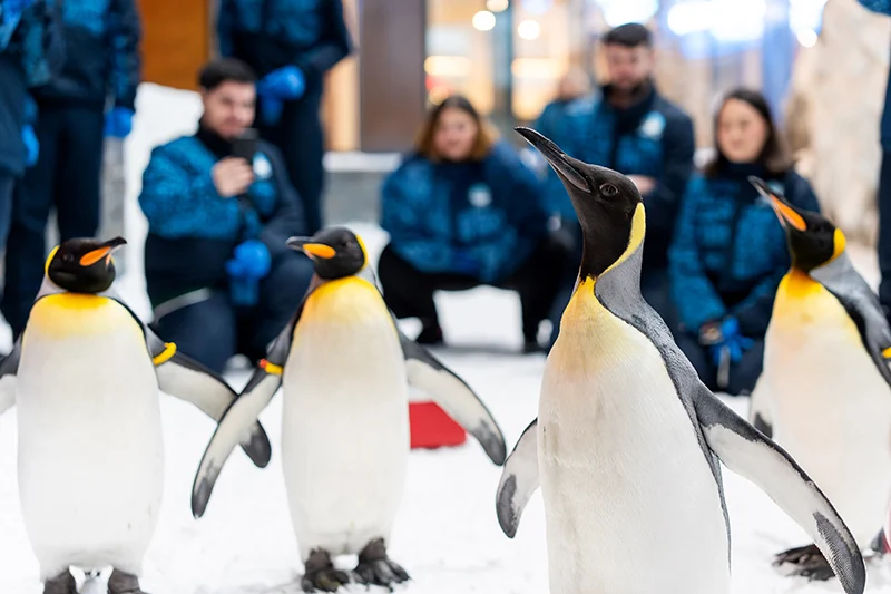 Breakfast with penguins at Ski Dubai